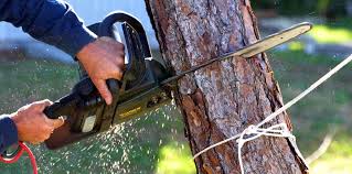 Best Tree Health Inspection  in Coaldale, PA