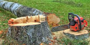 Best Emergency Tree Removal  in Coaldale, PA