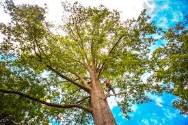 Best Utility Line Clearance  in Coaldale, PA