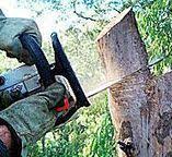 Best Tree Preservation Services  in Coaldale, PA