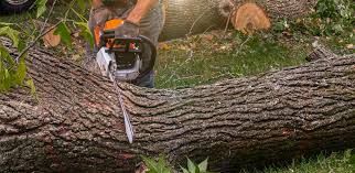 Best Hazardous Tree Removal  in Coaldale, PA