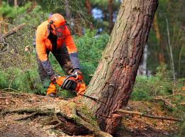 Best Tree Disease Treatment  in Coaldale, PA