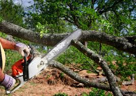 Best Lawn Pest Prevention  in Coaldale, PA