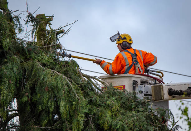 Best Commercial Tree Services  in Coaldale, PA