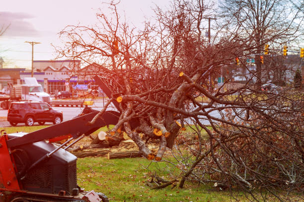 Best Root Management and Removal  in Coaldale, PA