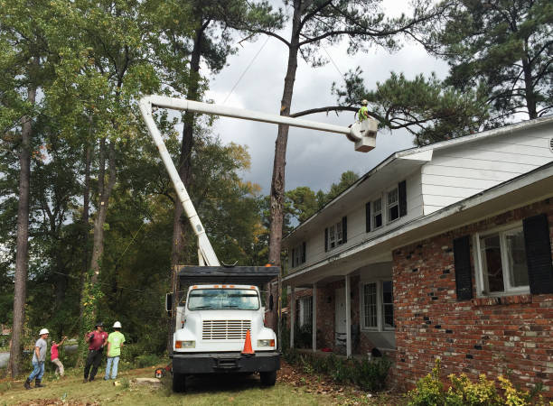 Best Tree Maintenance Programs  in Coaldale, PA