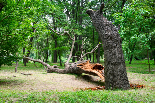 Best Stump Grinding and Removal  in Coaldale, PA