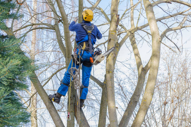 Best Seasonal Cleanup (Spring/Fall)  in Coaldale, PA