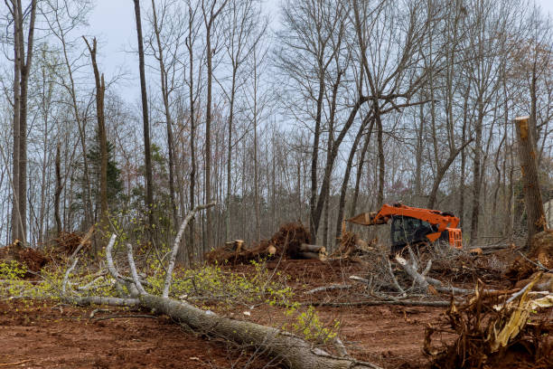 Best Leaf Removal  in Coaldale, PA