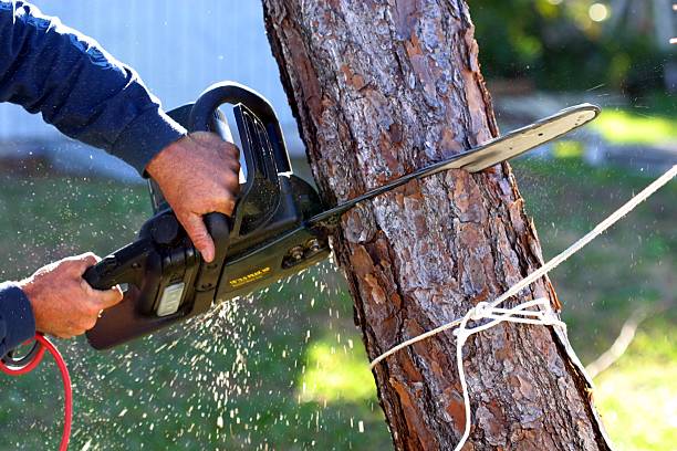 Best Lawn Dethatching  in Coaldale, PA