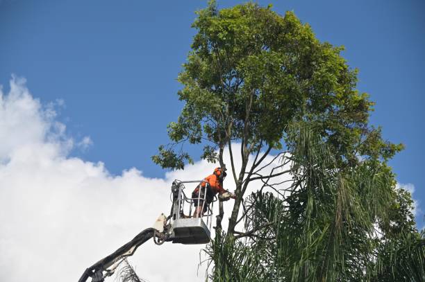 Best Firewood Processing and Delivery  in Coaldale, PA