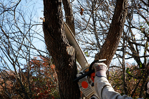Best Hedge Trimming  in Coaldale, PA