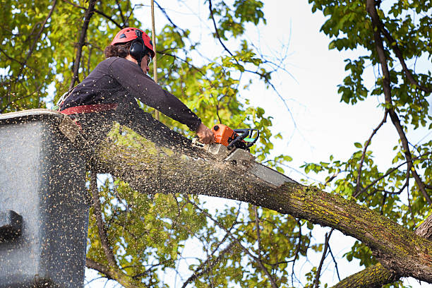 How Our Tree Care Process Works  in  Coaldale, PA