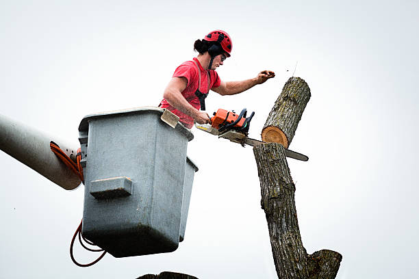 Best Aeration Services  in Coaldale, PA