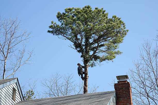 Best Tree Trimming and Pruning  in Coaldale, PA