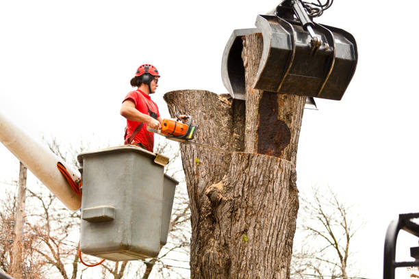 Best Storm Damage Tree Cleanup  in Coaldale, PA